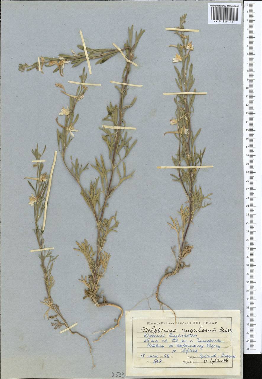 Delphinium rugulosum Boiss., Средняя Азия и Казахстан, Западный Тянь-Шань и Каратау (M3) (Казахстан)