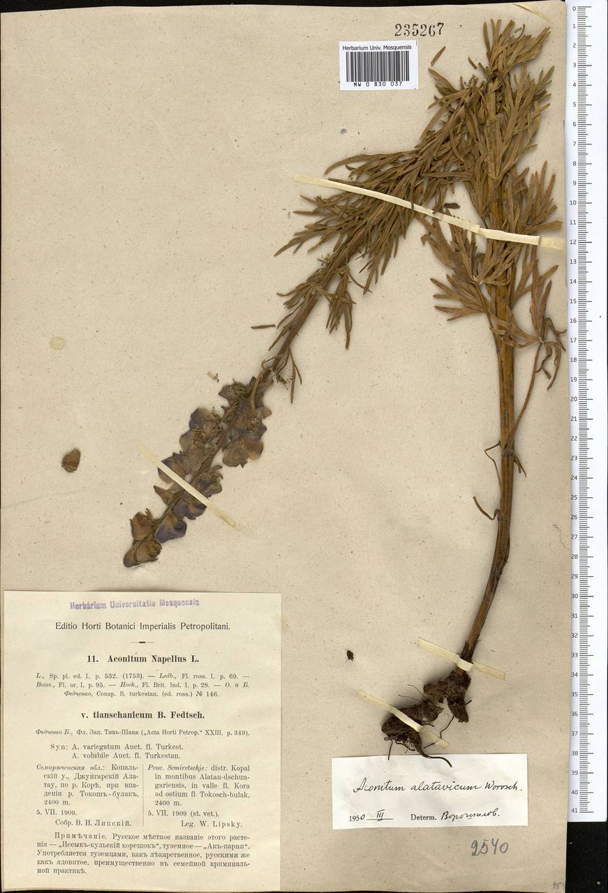 Aconitum soongoricum Stapf, Средняя Азия и Казахстан, Джунгарский Алатау и Тарбагатай (M5) (Казахстан)
