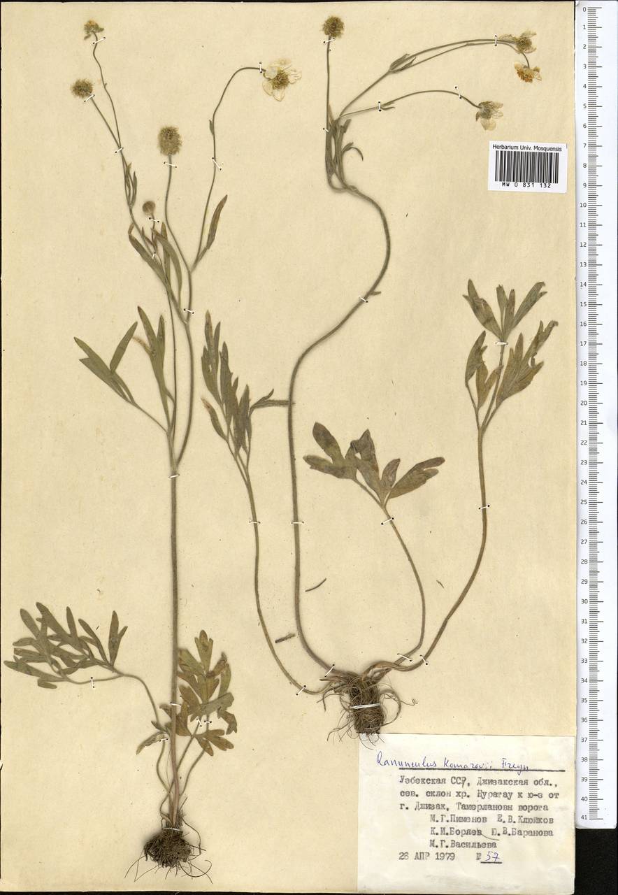 Ranunculus komarowii Freyn, Средняя Азия и Казахстан, Памир и Памиро-Алай (M2) (Узбекистан)