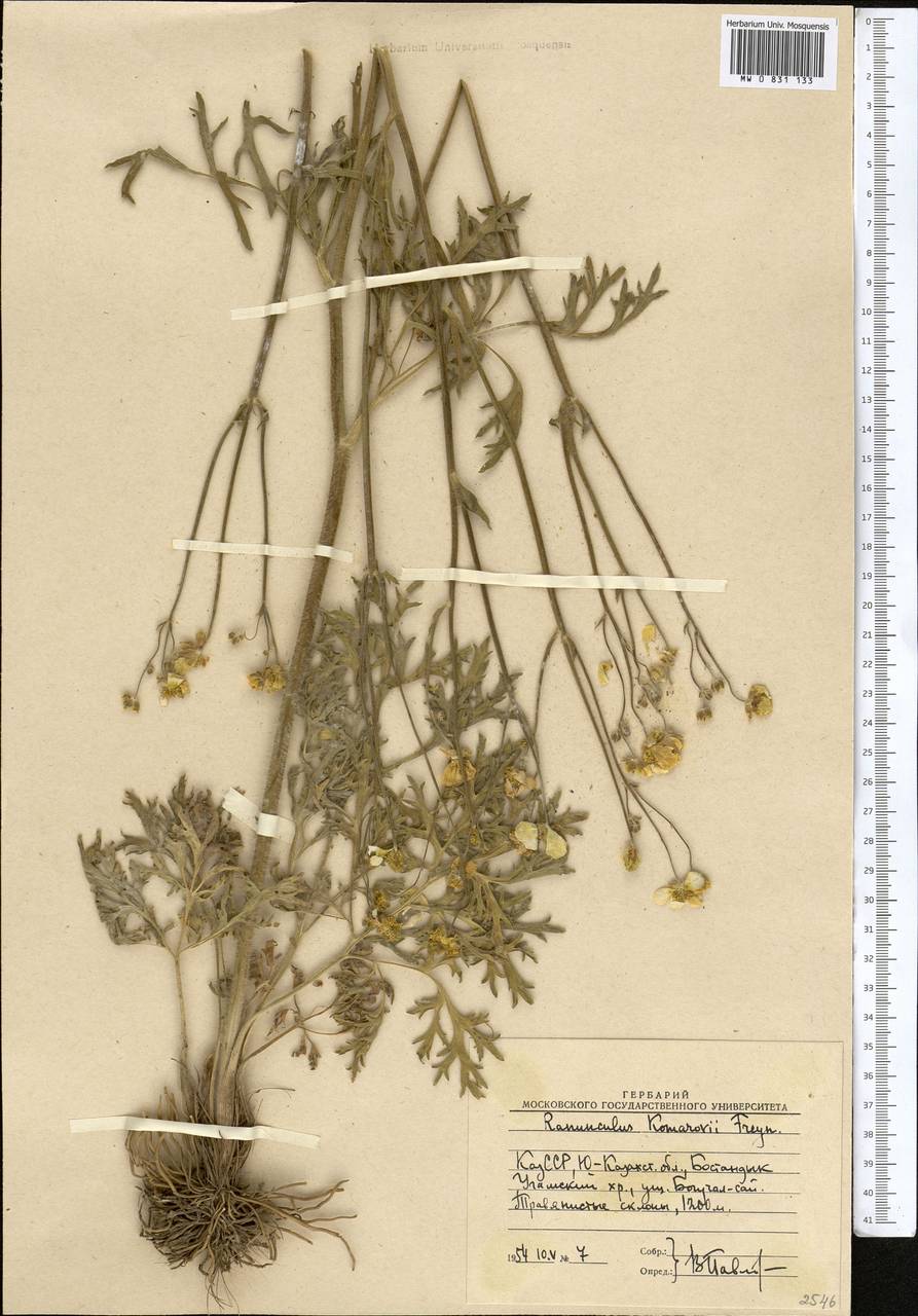 Ranunculus komarowii Freyn, Средняя Азия и Казахстан, Западный Тянь-Шань и Каратау (M3) (Узбекистан)