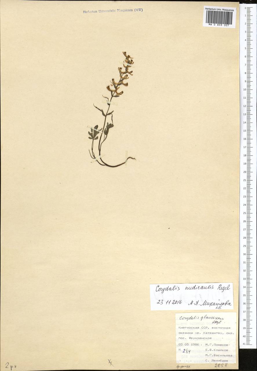 Corydalis nudicaulis Regel, Средняя Азия и Казахстан, Памир и Памиро-Алай (M2) (Киргизия)