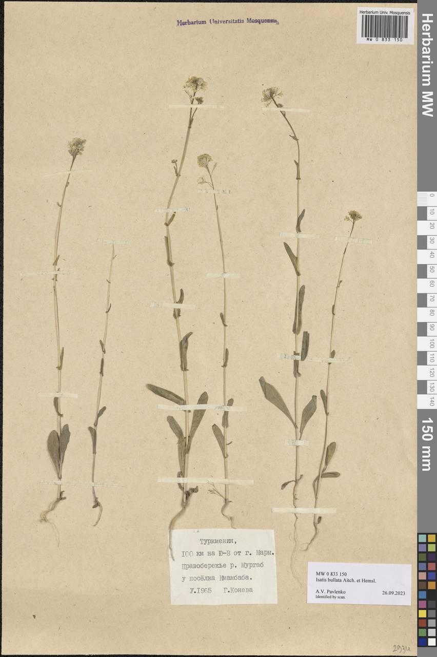 Isatis bullata Aitch. & Hemsl., Средняя Азия и Казахстан, Каракумы (M6) (Туркмения)