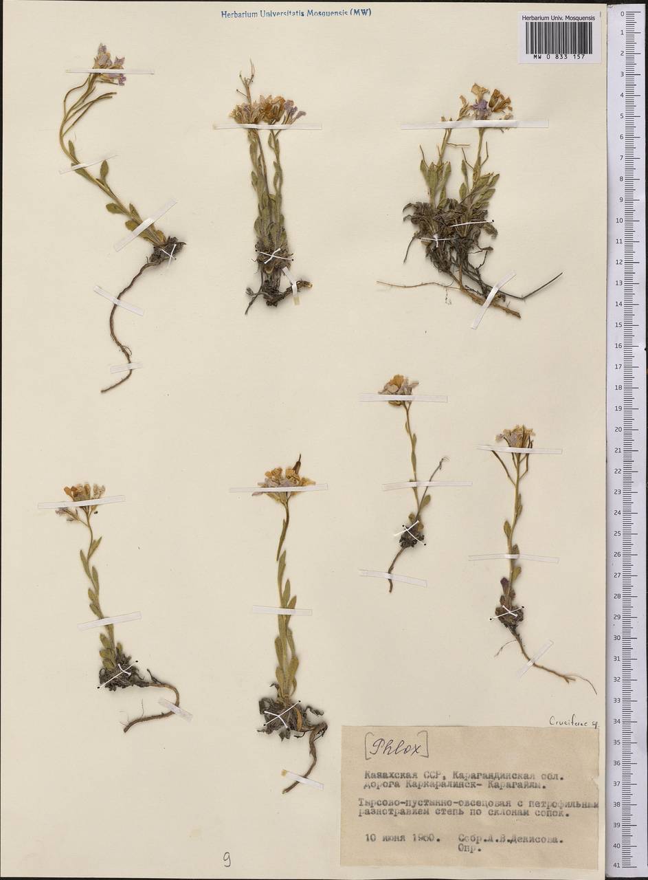 Brassicaceae, Средняя Азия и Казахстан, Муюнкумы, Прибалхашье и Бетпак-Дала (M9) (Казахстан)