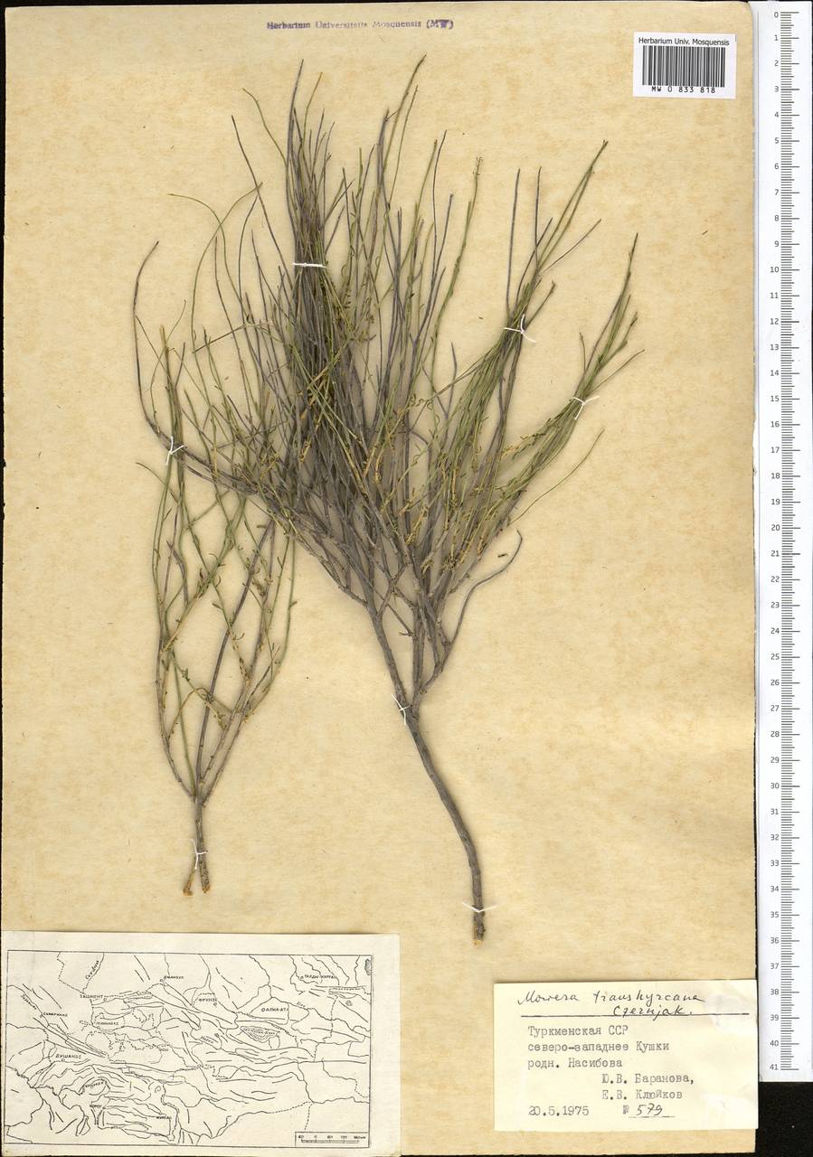 Aethionema spinosum (Boiss.) Prantl, Средняя Азия и Казахстан, Копетдаг, Бадхыз, Малый и Большой Балхан (M1) (Туркмения)