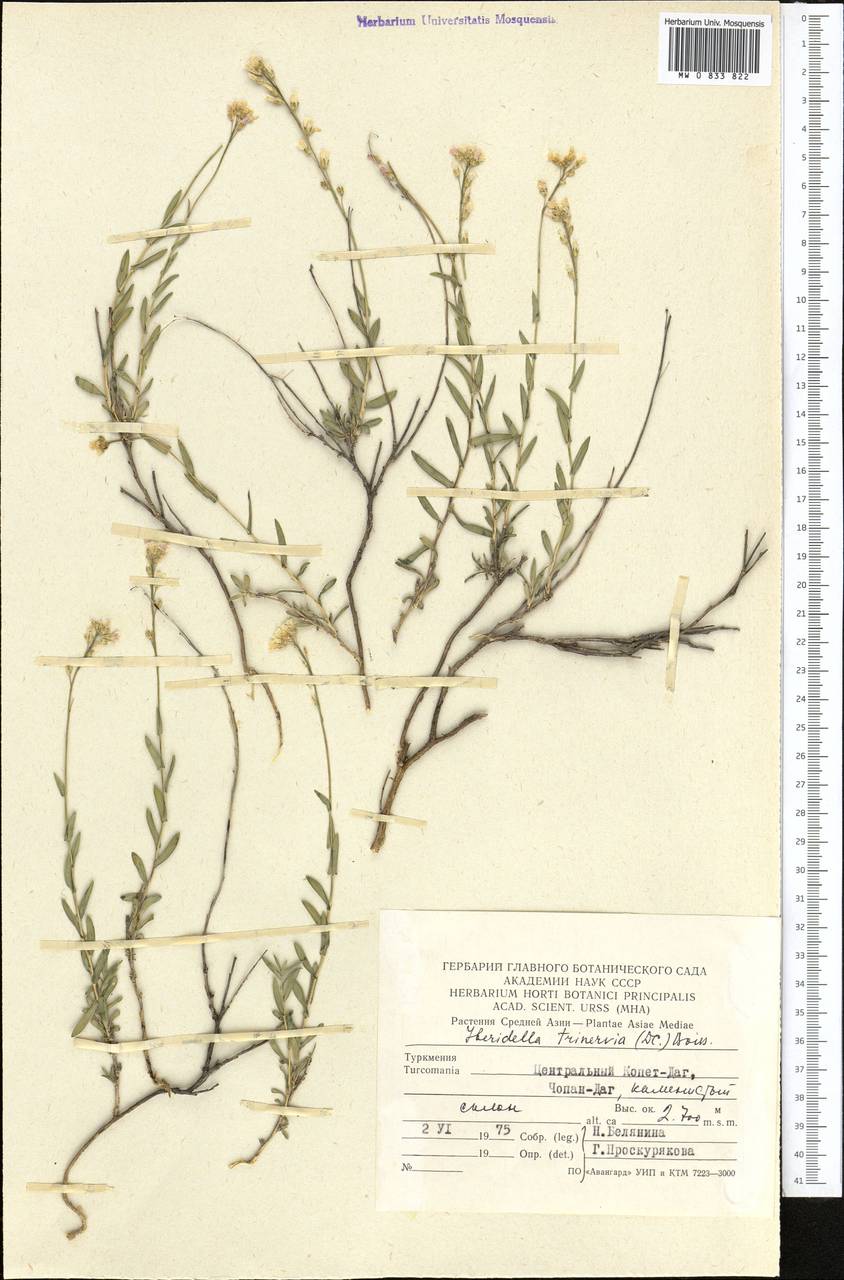 Noccaea trinervia (DC.) Steud., Средняя Азия и Казахстан, Копетдаг, Бадхыз, Малый и Большой Балхан (M1) (Туркмения)