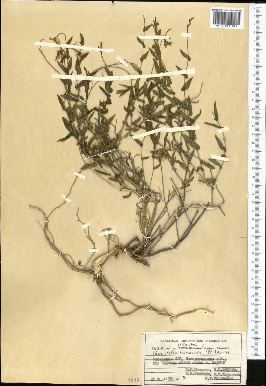 Noccaea trinervia (DC.) Steud., Средняя Азия и Казахстан, Памир и Памиро-Алай (M2) (Узбекистан)