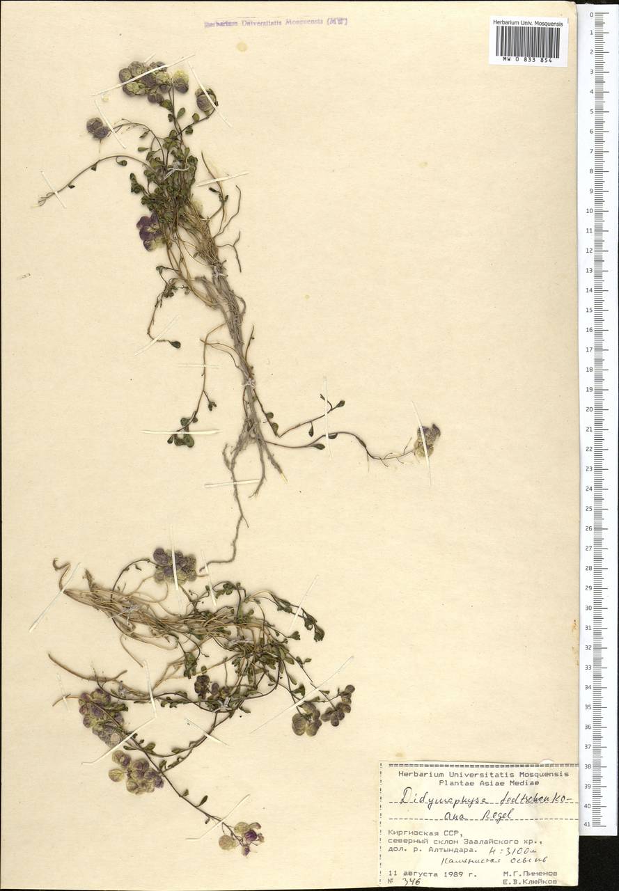 Двойчатка Федченко Regel, Средняя Азия и Казахстан, Памир и Памиро-Алай (M2) (Киргизия)