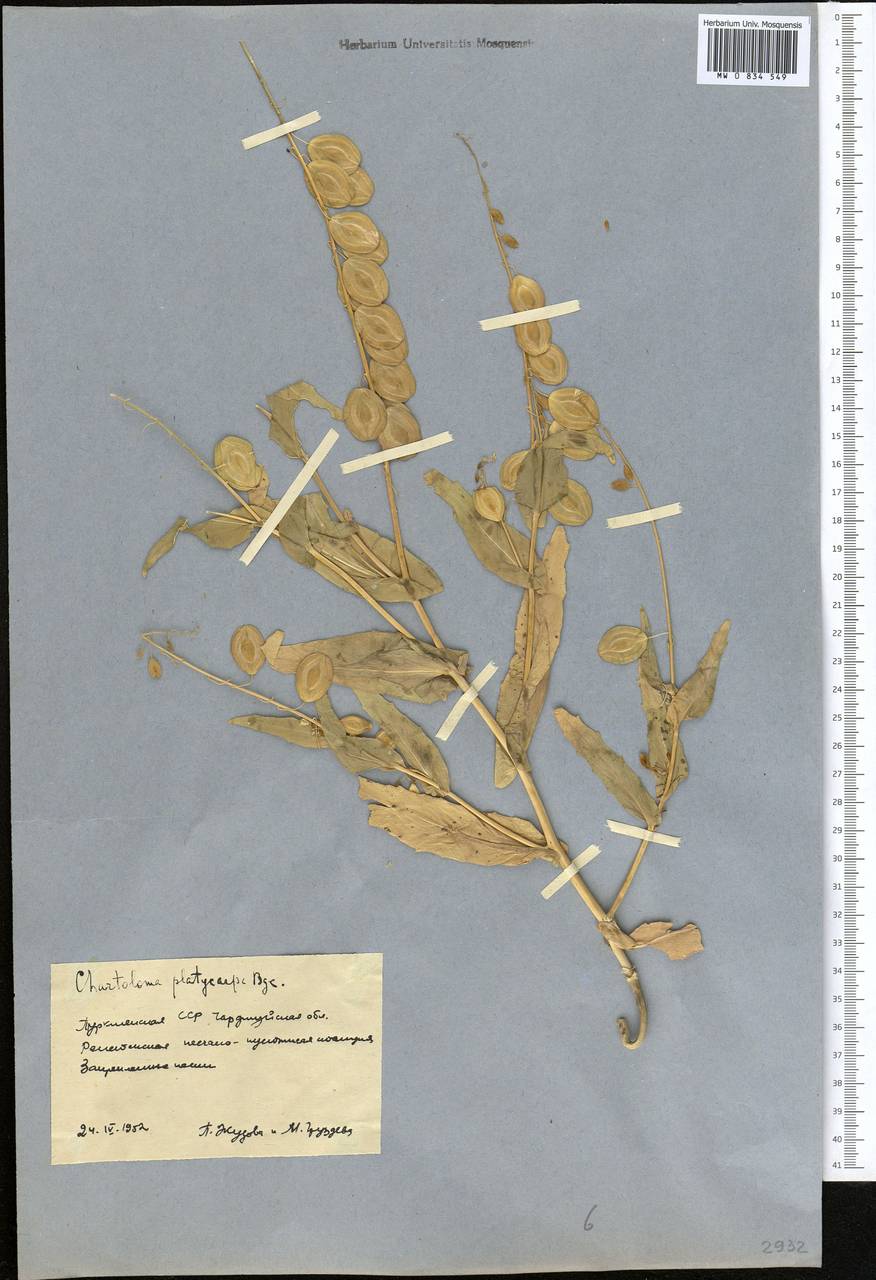 Бумагоплодник плоский (Bunge) Bunge, Средняя Азия и Казахстан, Каракумы (M6) (Туркмения)