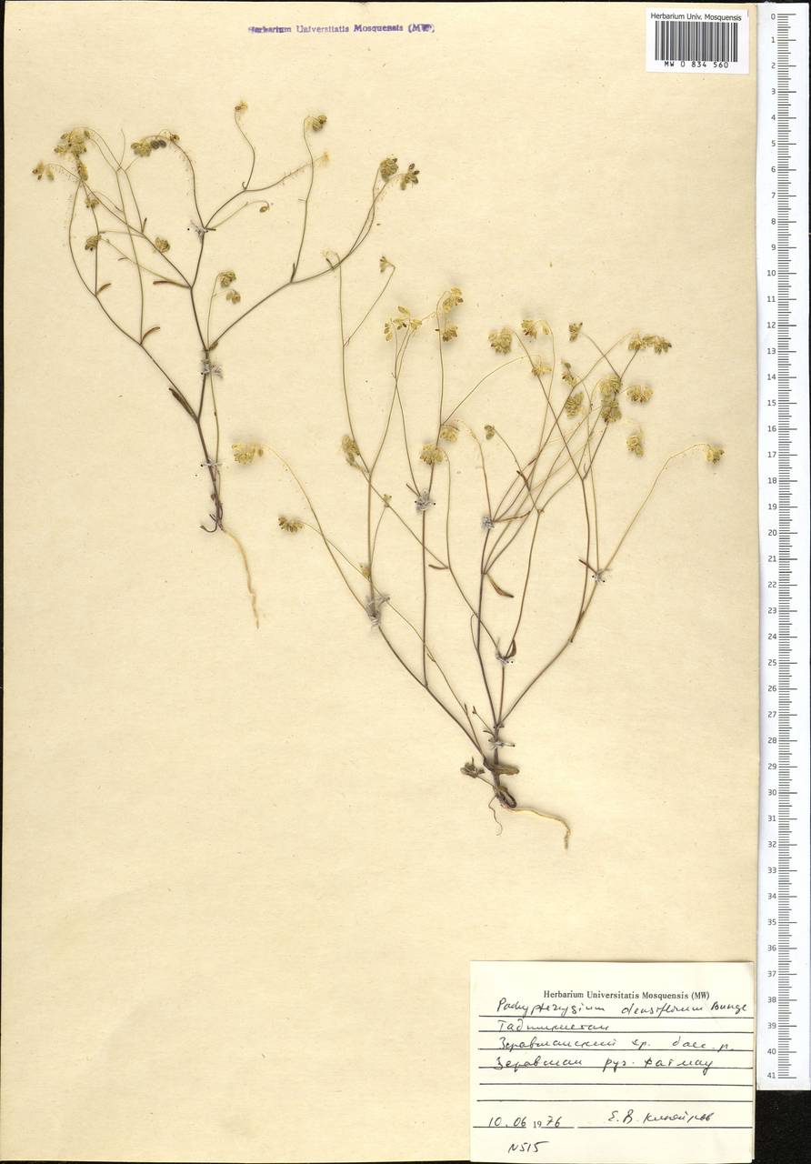 Isatis densiflora (Bunge ex Boiss.) D.A.German, Средняя Азия и Казахстан, Памир и Памиро-Алай (M2) (Таджикистан)