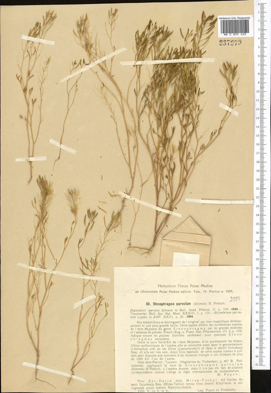 Schrenkiella parvula (Schrenk) D.A.German & Al-Shehbaz, Средняя Азия и Казахстан, Сырдарьинские пустыни и Кызылкумы (M7) (Узбекистан)