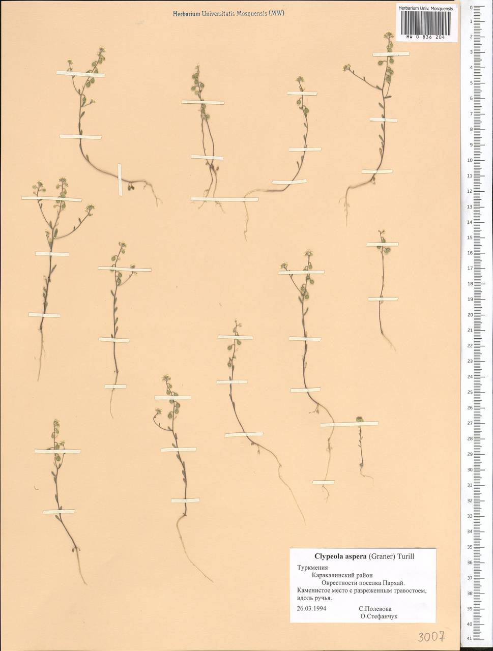 Clypeola aspera (Weber) Turrill, Средняя Азия и Казахстан, Копетдаг, Бадхыз, Малый и Большой Балхан (M1) (Туркмения)