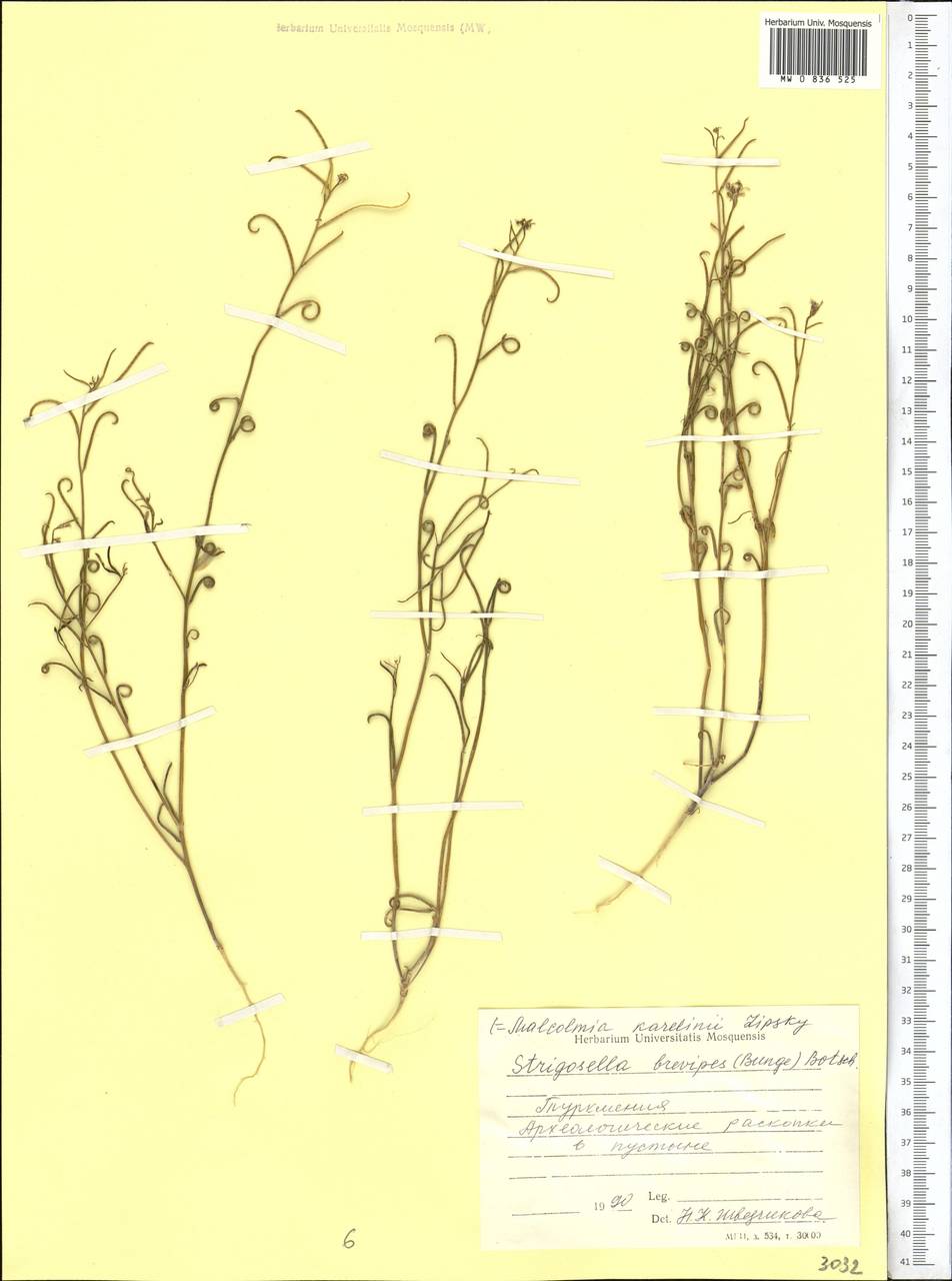 Strigosella brevipes (Bunge) Botsch., Средняя Азия и Казахстан, Каракумы (M6) (Туркмения)