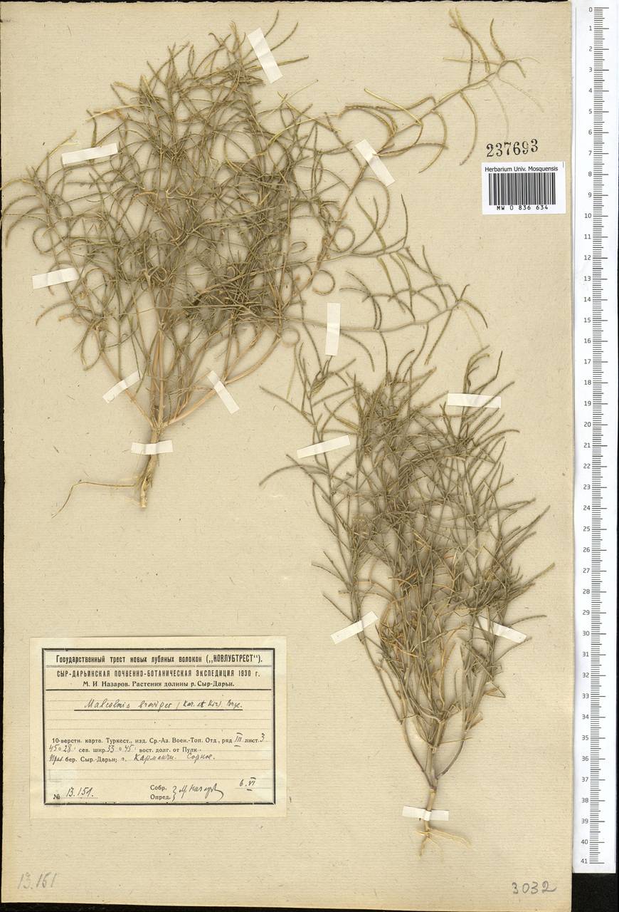Новочеточник коротконожковый (Kar. & Kir.) Hedge & J.Léonard, Средняя Азия и Казахстан, Сырдарьинские пустыни и Кызылкумы (M7) (Казахстан)