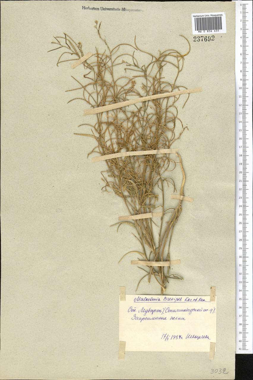 Новочеточник коротконожковый (Kar. & Kir.) Hedge & J.Léonard, Средняя Азия и Казахстан, Сырдарьинские пустыни и Кызылкумы (M7) (Узбекистан)