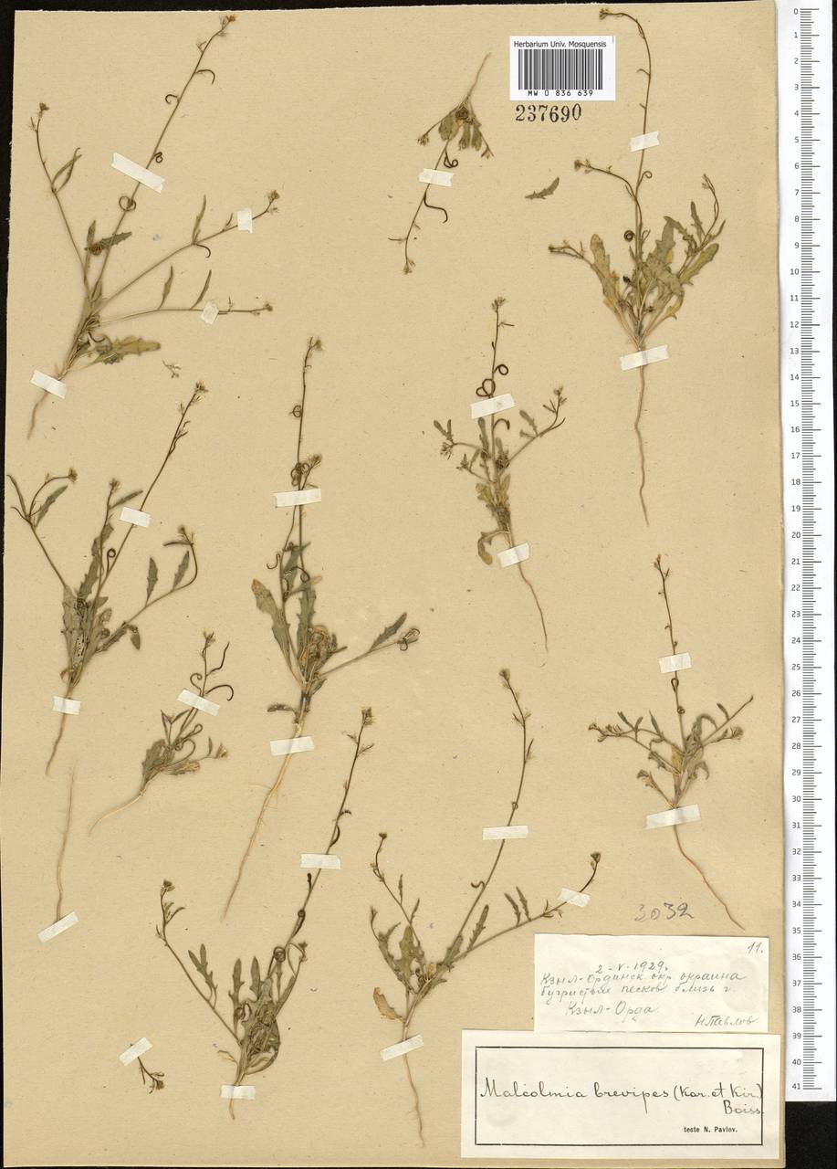 Новочеточник коротконожковый (Kar. & Kir.) Hedge & J.Léonard, Средняя Азия и Казахстан, Сырдарьинские пустыни и Кызылкумы (M7) (Казахстан)