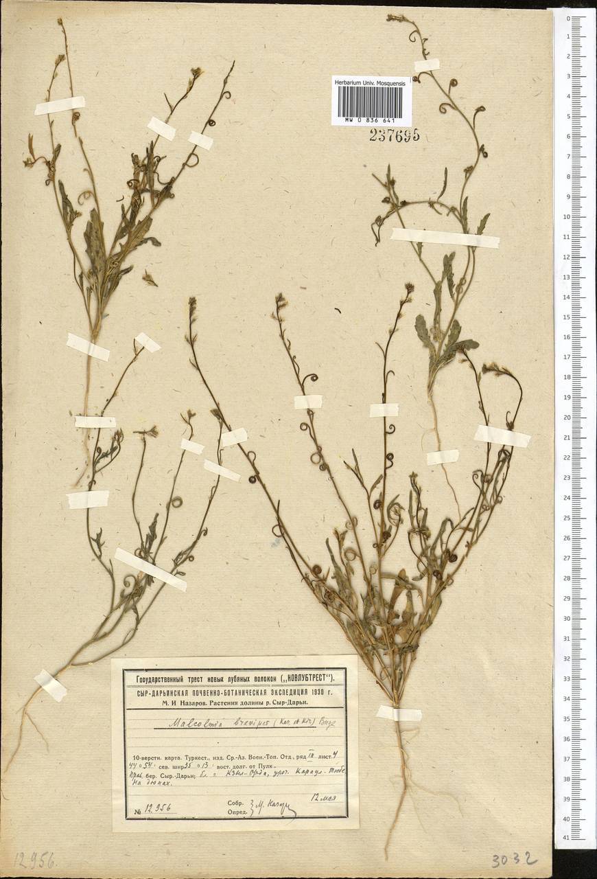 Новочеточник коротконожковый (Kar. & Kir.) Hedge & J.Léonard, Средняя Азия и Казахстан, Сырдарьинские пустыни и Кызылкумы (M7) (Казахстан)