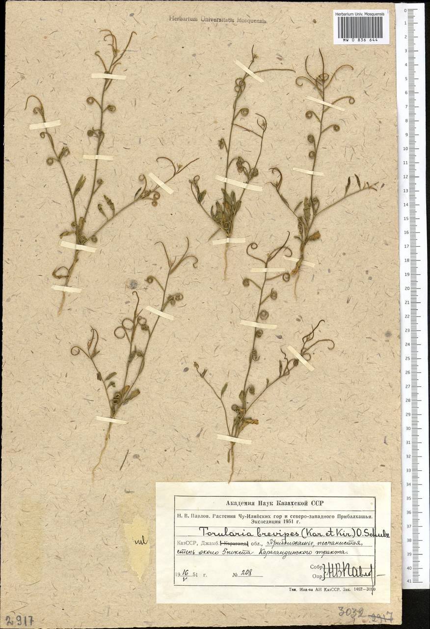 Новочеточник коротконожковый (Kar. & Kir.) Hedge & J.Léonard, Средняя Азия и Казахстан, Муюнкумы, Прибалхашье и Бетпак-Дала (M9) (Казахстан)