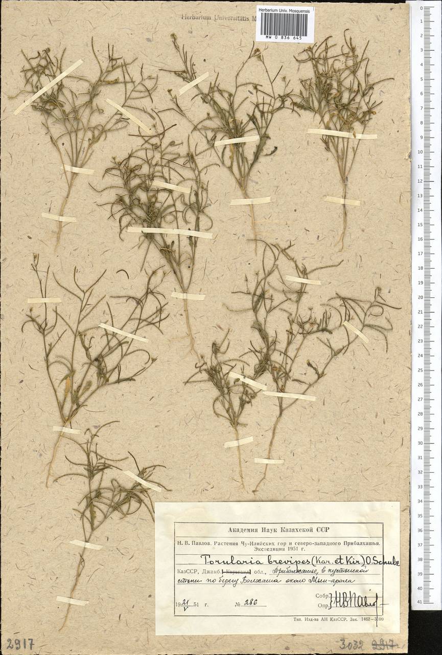 Новочеточник коротконожковый (Kar. & Kir.) Hedge & J.Léonard, Средняя Азия и Казахстан, Муюнкумы, Прибалхашье и Бетпак-Дала (M9) (Казахстан)