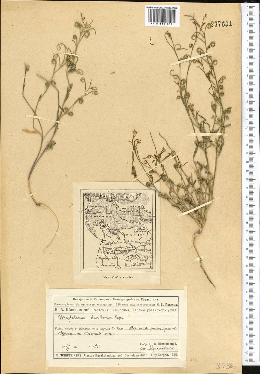 Новочеточник коротконожковый (Kar. & Kir.) Hedge & J.Léonard, Средняя Азия и Казахстан, Муюнкумы, Прибалхашье и Бетпак-Дала (M9) (Казахстан)