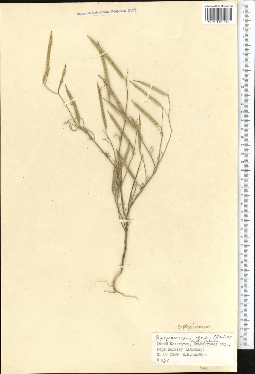 Двоякоплодник прямой (Fisch. ex M. Bieb.) Trautv., Средняя Азия и Казахстан, Сырдарьинские пустыни и Кызылкумы (M7) (Казахстан)