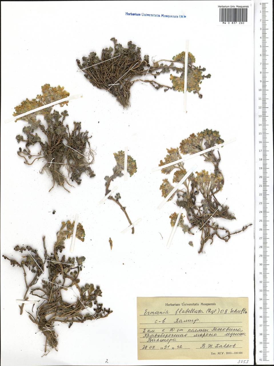 Solms -laubachia flabellata (Regel) J.P.Yue, Al-Shehbaz & H.Sun, Средняя Азия и Казахстан, Памир и Памиро-Алай (M2) (Таджикистан)