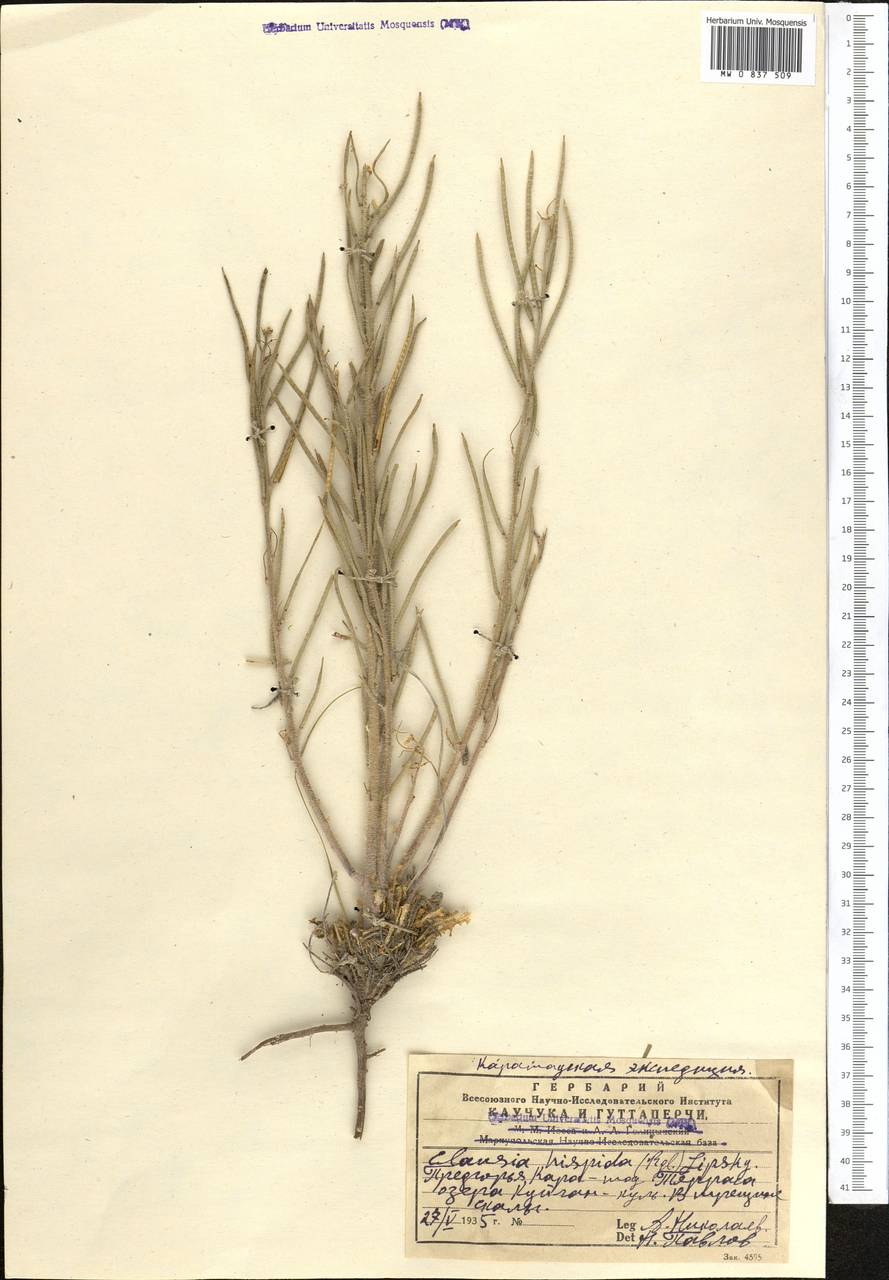 Parrya hispida (Regel) D.A.German & Al-Shehbaz, Средняя Азия и Казахстан, Западный Тянь-Шань и Каратау (M3) (Казахстан)