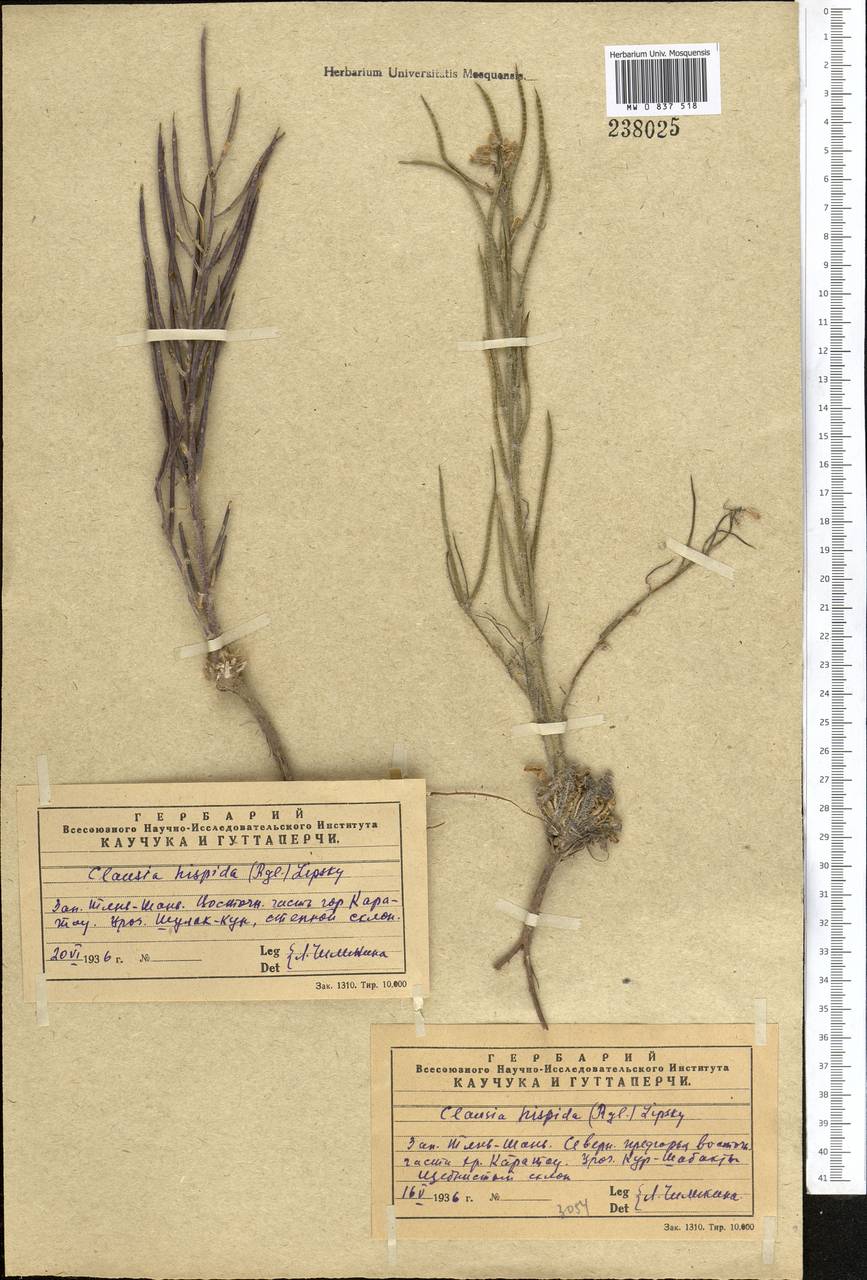 Parrya hispida (Regel) D.A.German & Al-Shehbaz, Средняя Азия и Казахстан, Западный Тянь-Шань и Каратау (M3) (Казахстан)