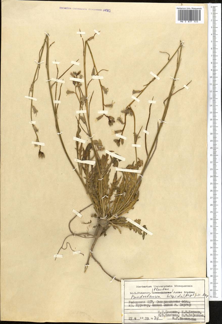Parrya hispida (Regel) D.A.German & Al-Shehbaz, Средняя Азия и Казахстан, Памир и Памиро-Алай (M2) (Узбекистан)