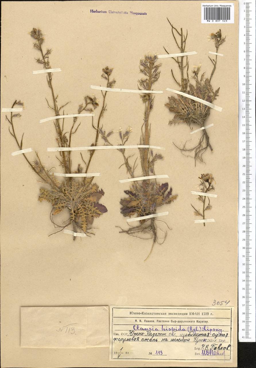 Parrya hispida (Regel) D.A.German & Al-Shehbaz, Средняя Азия и Казахстан, Западный Тянь-Шань и Каратау (M3) (Казахстан)
