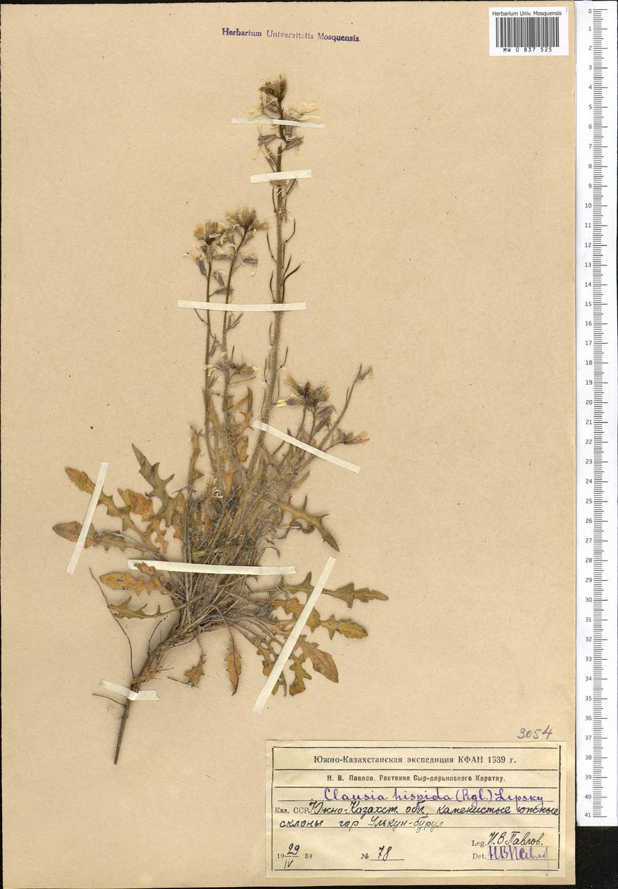 Parrya hispida (Regel) D.A.German & Al-Shehbaz, Средняя Азия и Казахстан, Западный Тянь-Шань и Каратау (M3) (Казахстан)