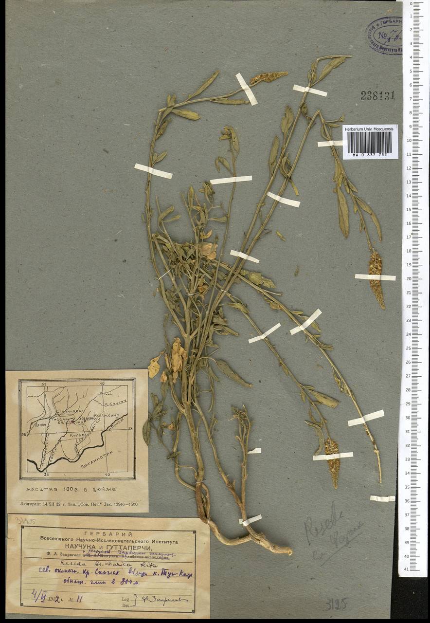 Резеда бухарская Litw., Средняя Азия и Казахстан, Памир и Памиро-Алай (M2) (Таджикистан)