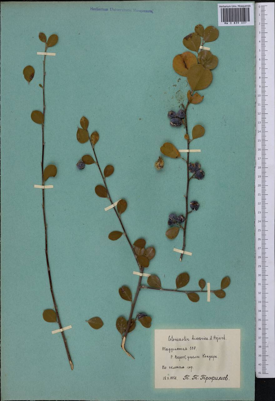 Cotoneaster hissaricus Pojark., Средняя Азия и Казахстан, Памир и Памиро-Алай (M2) (Таджикистан)
