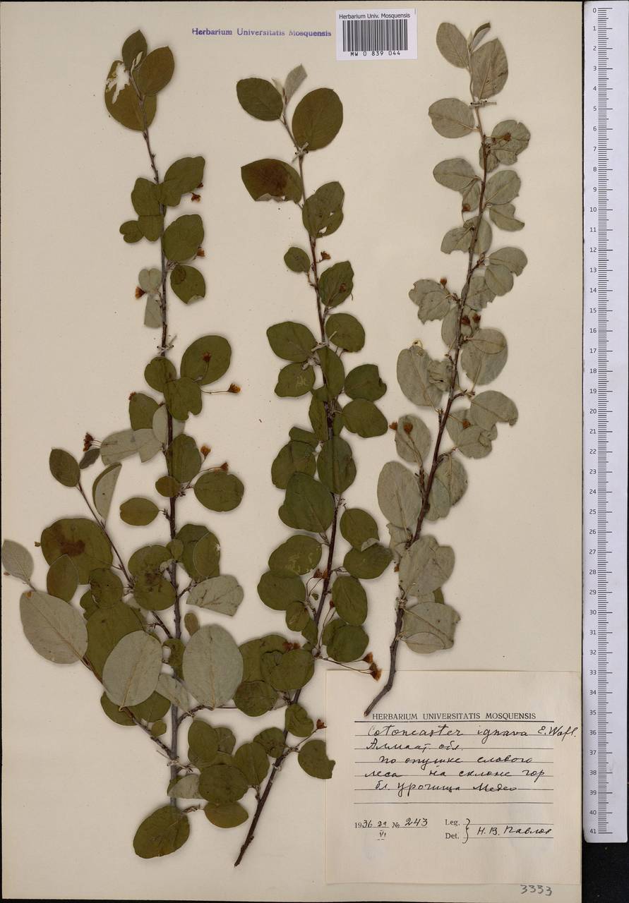 Кизильник огненный E.L.Wolf, Средняя Азия и Казахстан, Северный и Центральный Тянь-Шань (M4) (Казахстан)