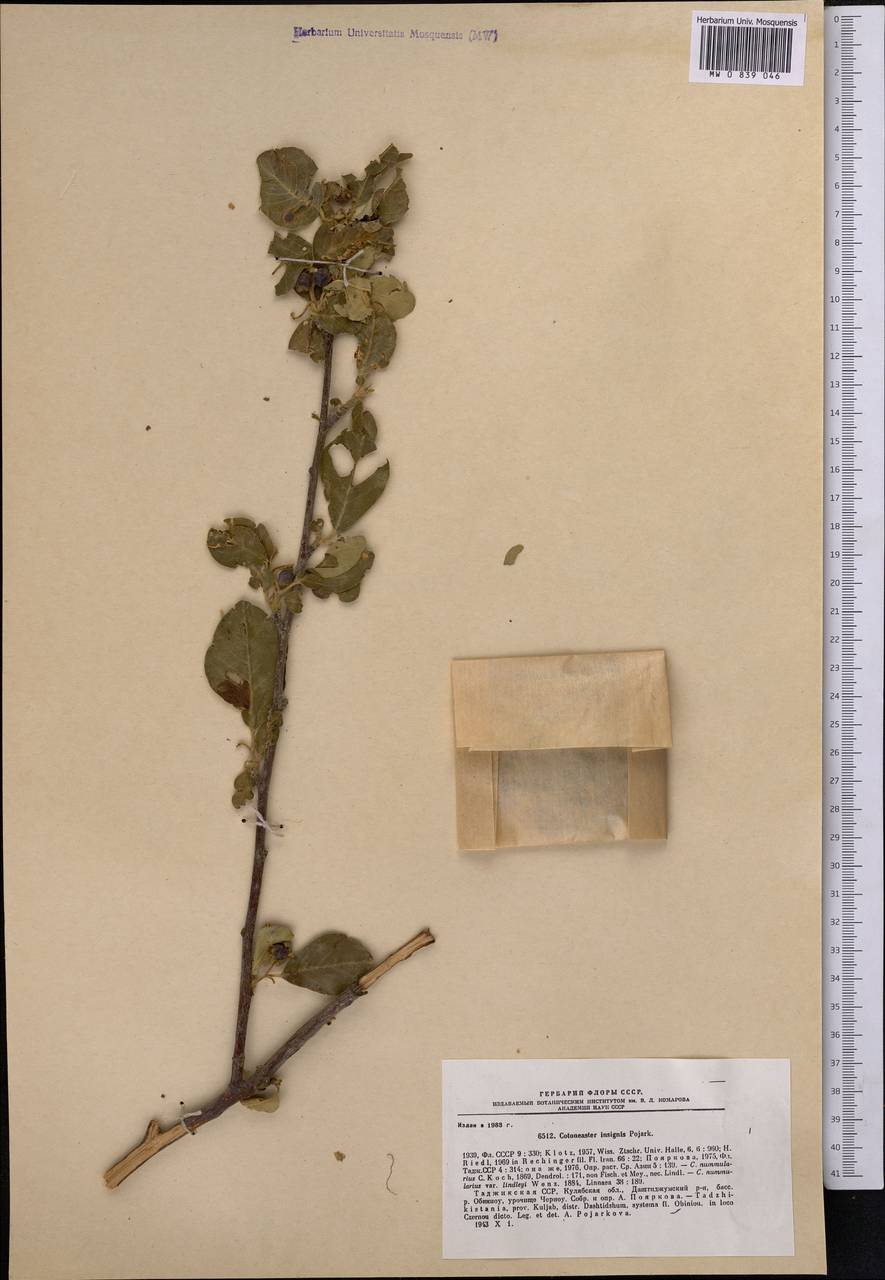 Кизильник замечательный Pojark., Средняя Азия и Казахстан, Памир и Памиро-Алай (M2) (Таджикистан)