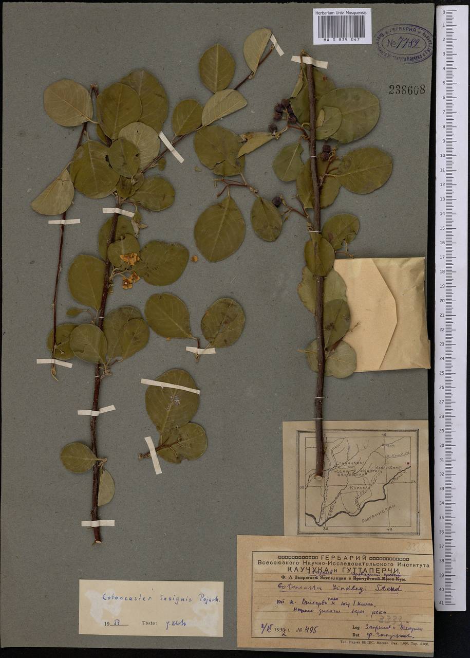 Кизильник замечательный Pojark., Средняя Азия и Казахстан, Памир и Памиро-Алай (M2) (Таджикистан)