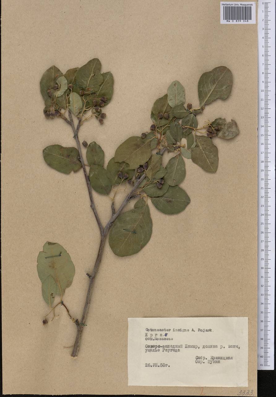 Кизильник замечательный Pojark., Средняя Азия и Казахстан, Памир и Памиро-Алай (M2) (Таджикистан)