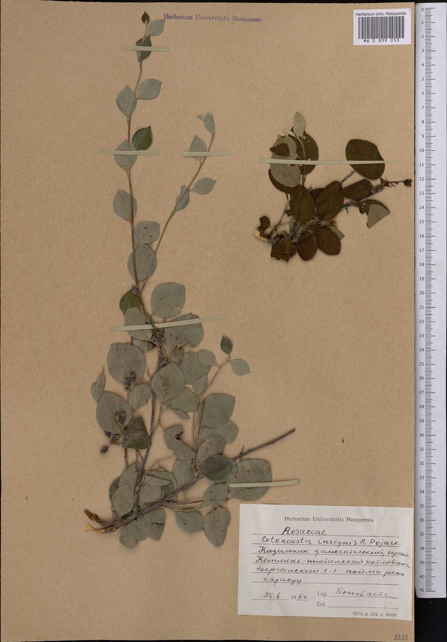 Кизильник замечательный Pojark., Средняя Азия и Казахстан, Западный Тянь-Шань и Каратау (M3) (Киргизия)