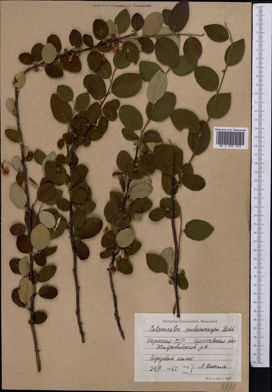 MW0839093, Cotoneaster melanocarpus (Кизильник черноплодный), specimen