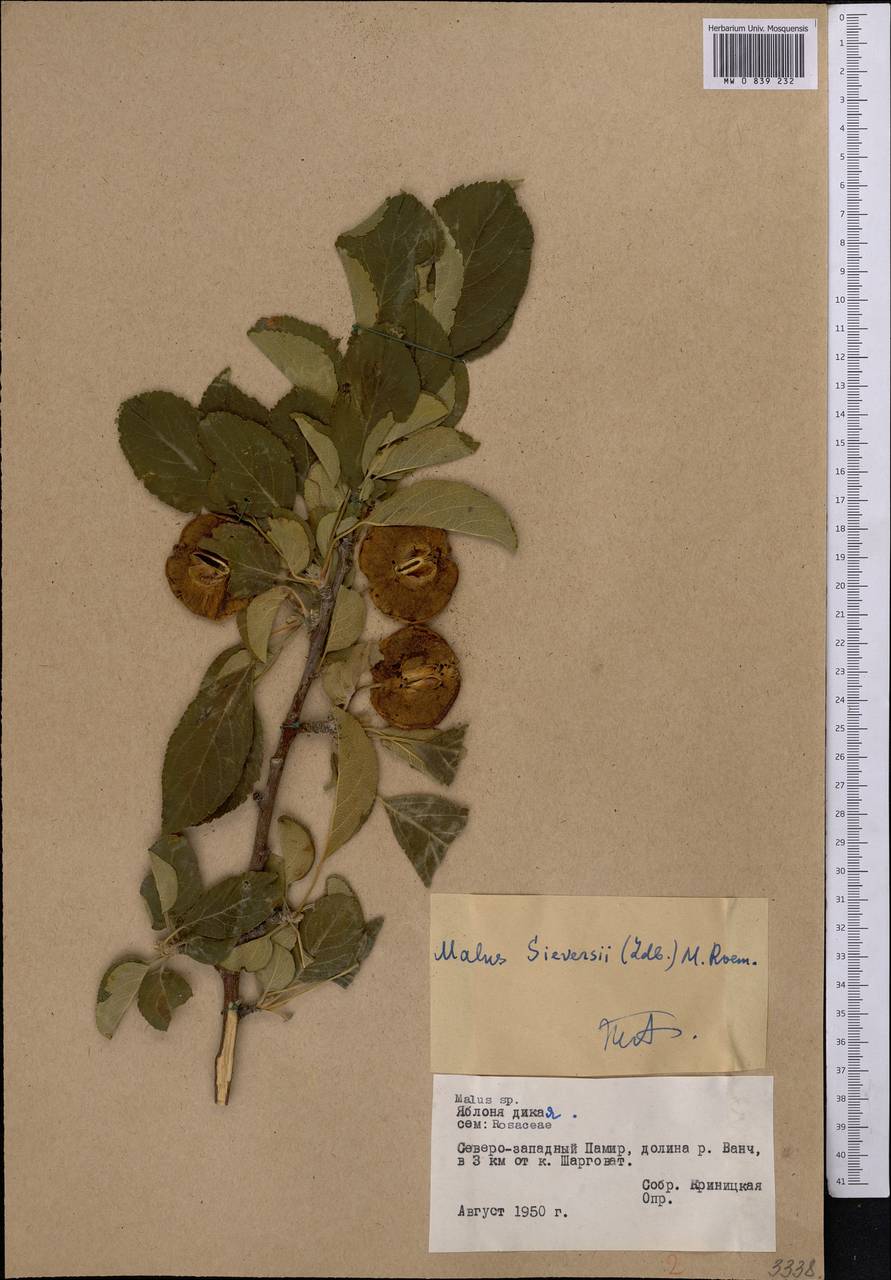 Distribution Map of Malus sieversii