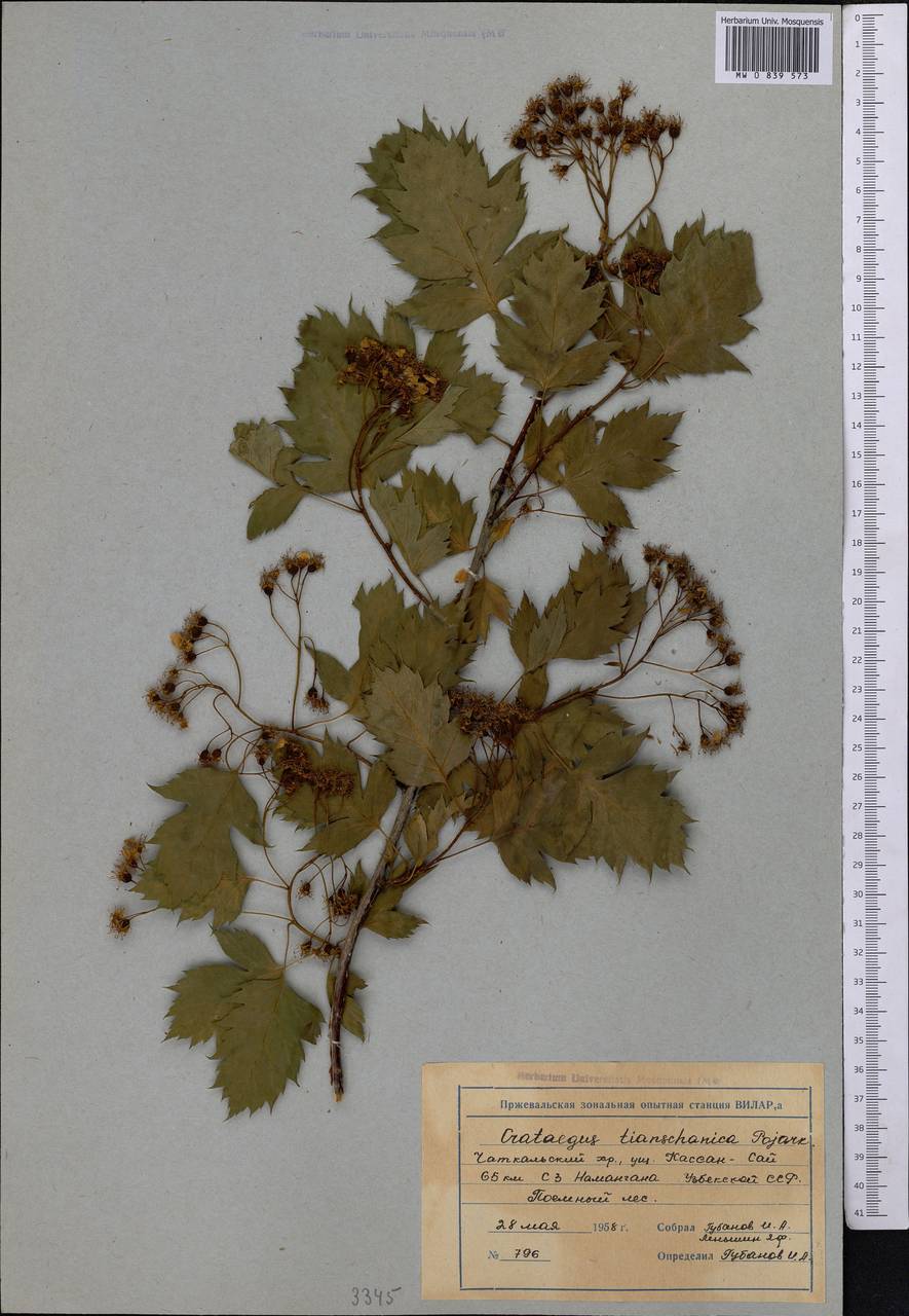 Crataegus ×tianschanica Pojark., Средняя Азия и Казахстан, Западный Тянь-Шань и Каратау (M3) (Киргизия)