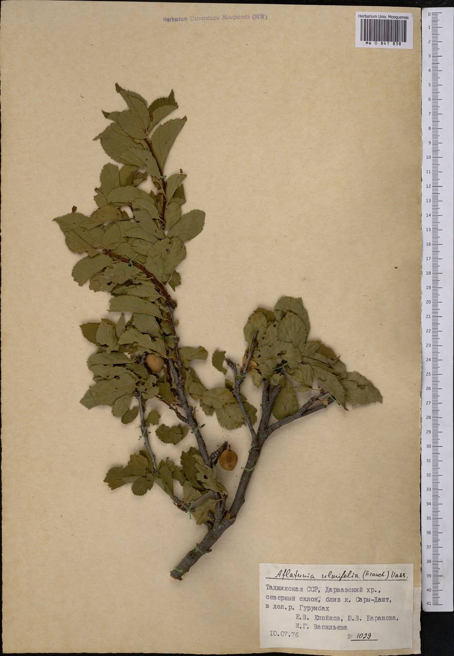 Prunus ulmifolia Franch., Средняя Азия и Казахстан, Памир и Памиро-Алай (M2) (Таджикистан)