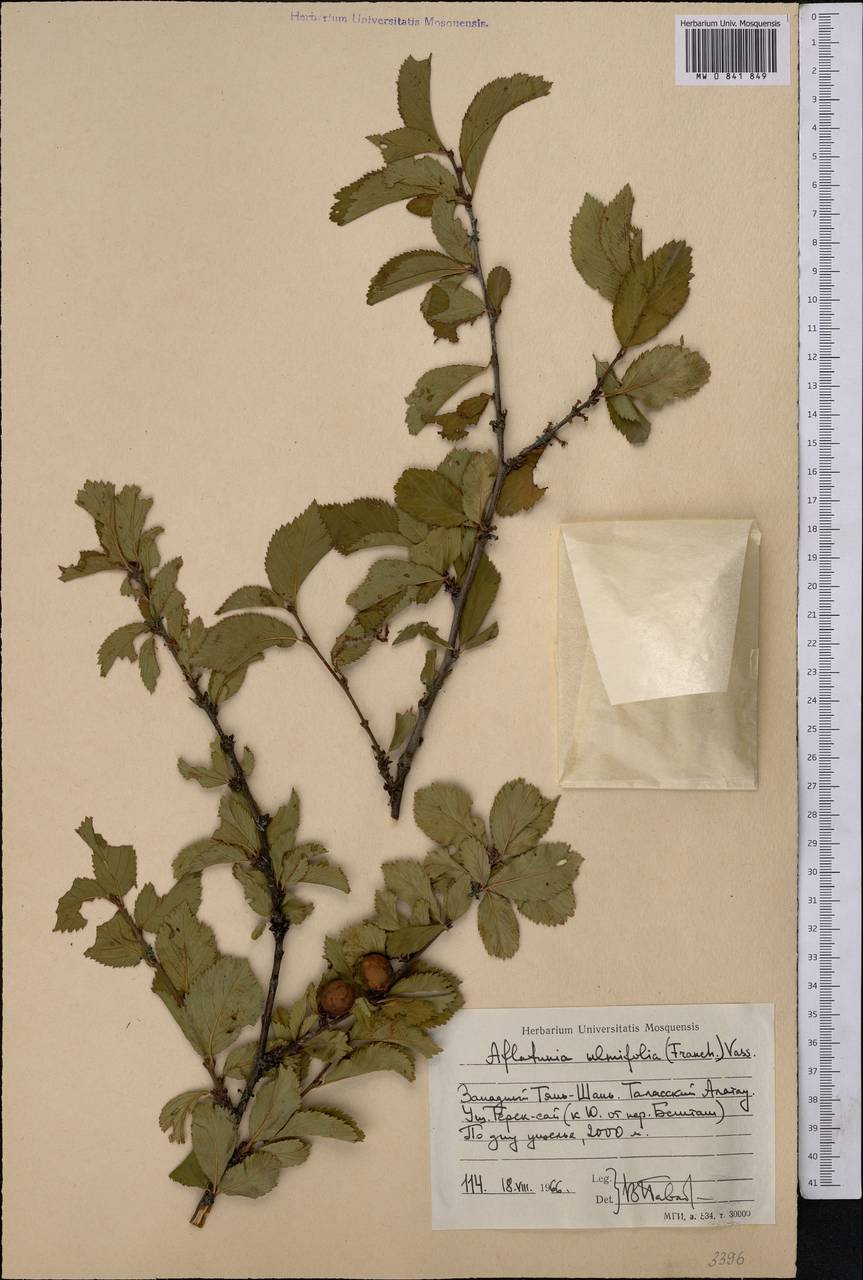 Prunus ulmifolia Franch., Средняя Азия и Казахстан, Западный Тянь-Шань и Каратау (M3) (Киргизия)