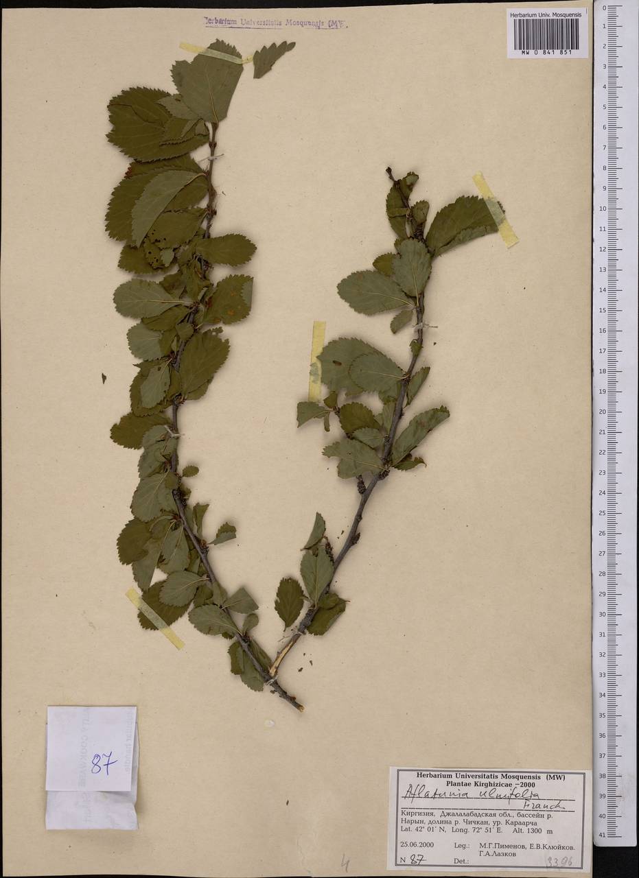 Prunus ulmifolia Franch., Средняя Азия и Казахстан, Западный Тянь-Шань и Каратау (M3) (Киргизия)