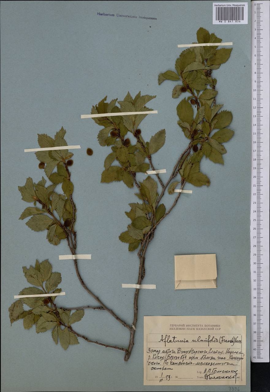 Prunus ulmifolia Franch., Средняя Азия и Казахстан, Джунгарский Алатау и Тарбагатай (M5) (Казахстан)