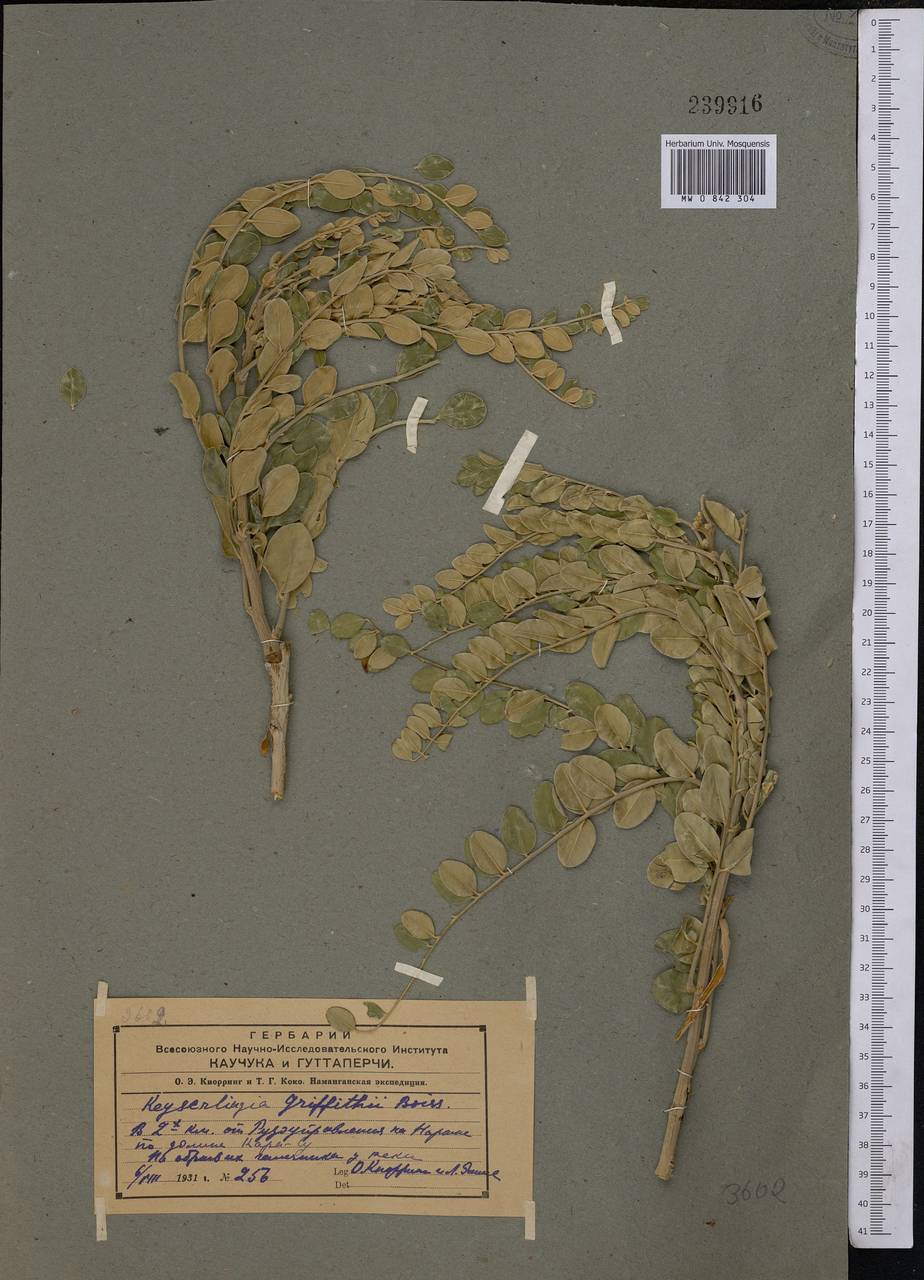 Sophora mollis subsp. griffithii (Stocks)Ali, Средняя Азия и Казахстан, Западный Тянь-Шань и Каратау (M3) (Узбекистан)