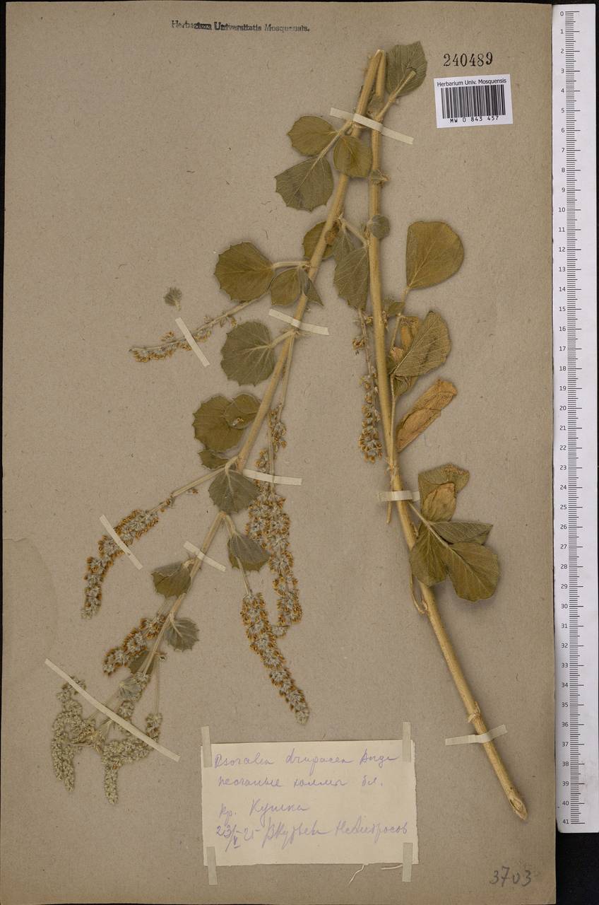 Cullen drupaceum (Bunge)C.H.Stirt., Средняя Азия и Казахстан, Каракумы (M6) (Туркмения)