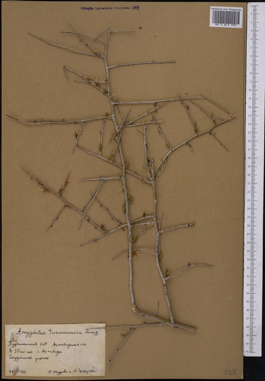 Prunus turcomanica (Lincz.) Kitam., Средняя Азия и Казахстан, Копетдаг, Бадхыз, Малый и Большой Балхан (M1) (Туркмения)