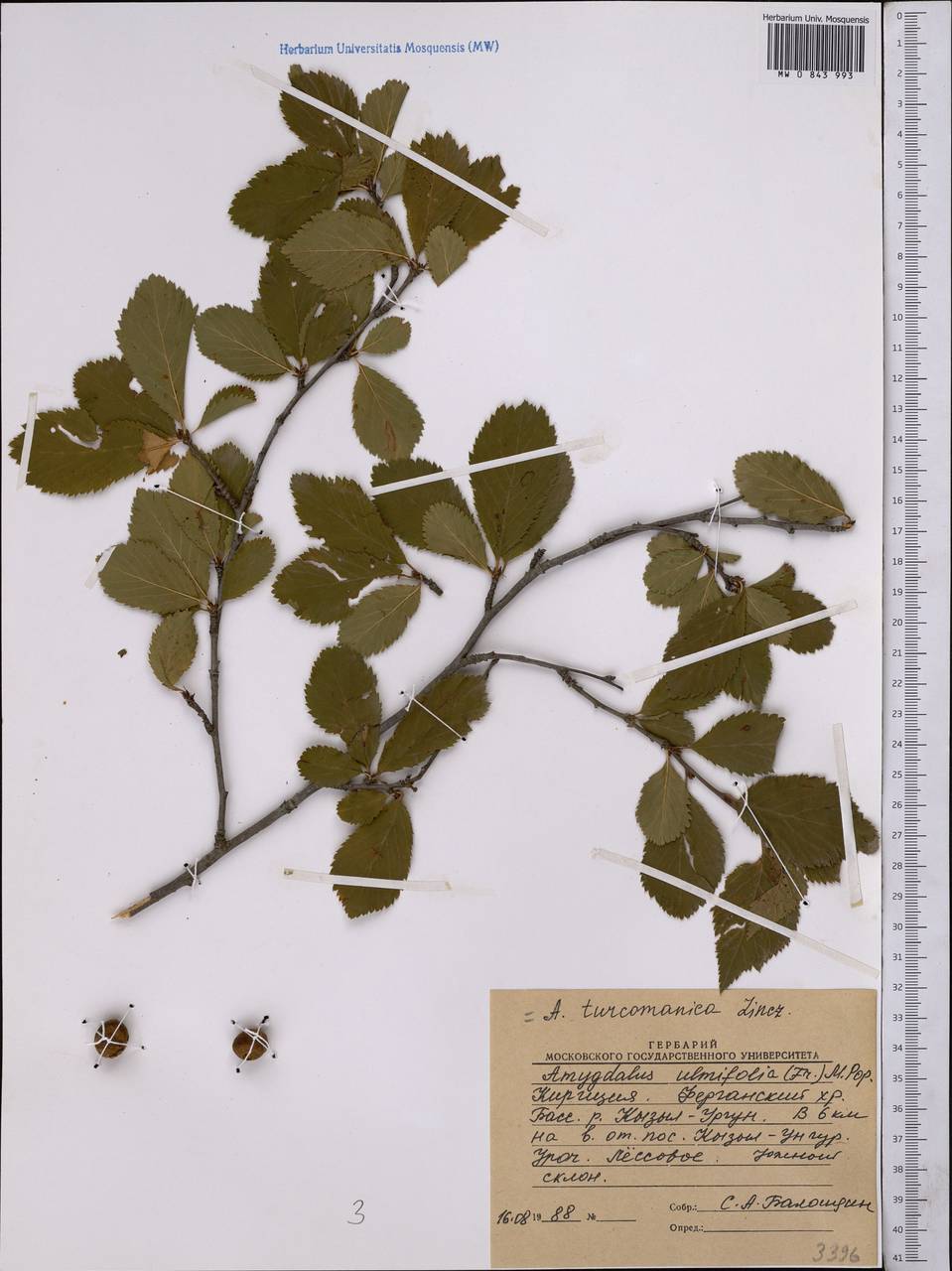 Prunus turcomanica (Lincz.) Kitam., Средняя Азия и Казахстан, Западный Тянь-Шань и Каратау (M3) (Киргизия)