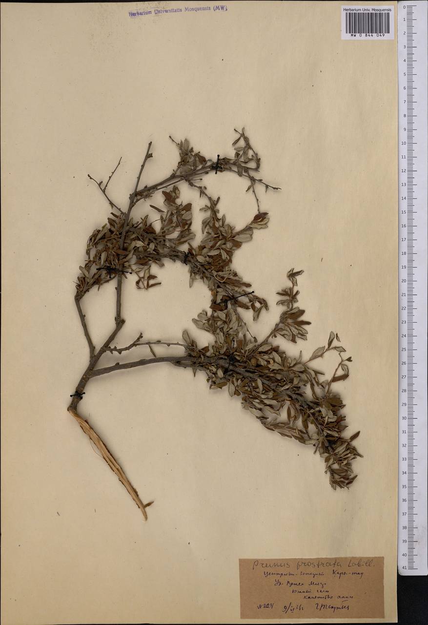 Prunus bifrons Fritsch, Средняя Азия и Казахстан, Западный Тянь-Шань и Каратау (M3) (Казахстан)
