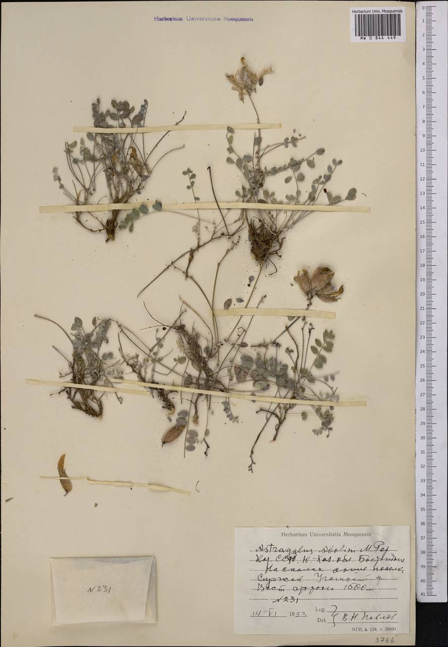 Астрагал Аболина Popov, Средняя Азия и Казахстан, Западный Тянь-Шань и Каратау (M3) (Узбекистан)